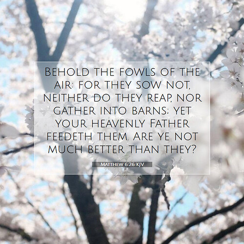 Matthew-6-26-KJV-Behold-the-fowls-of-the-air-for-they-sow-not--I40006026-L07