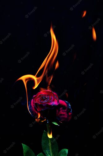 fire-rose_19568-2