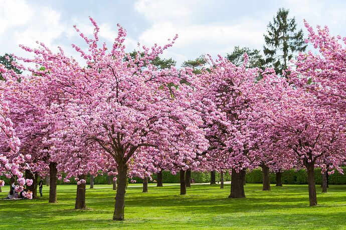 cherry-blossom-facts-1578344148