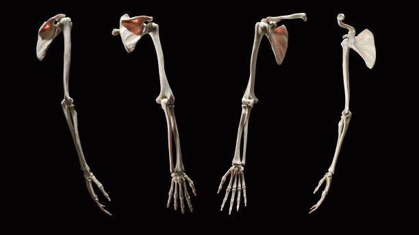 3d-human-arm-skeletal-anatomy