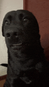 dog-awkward